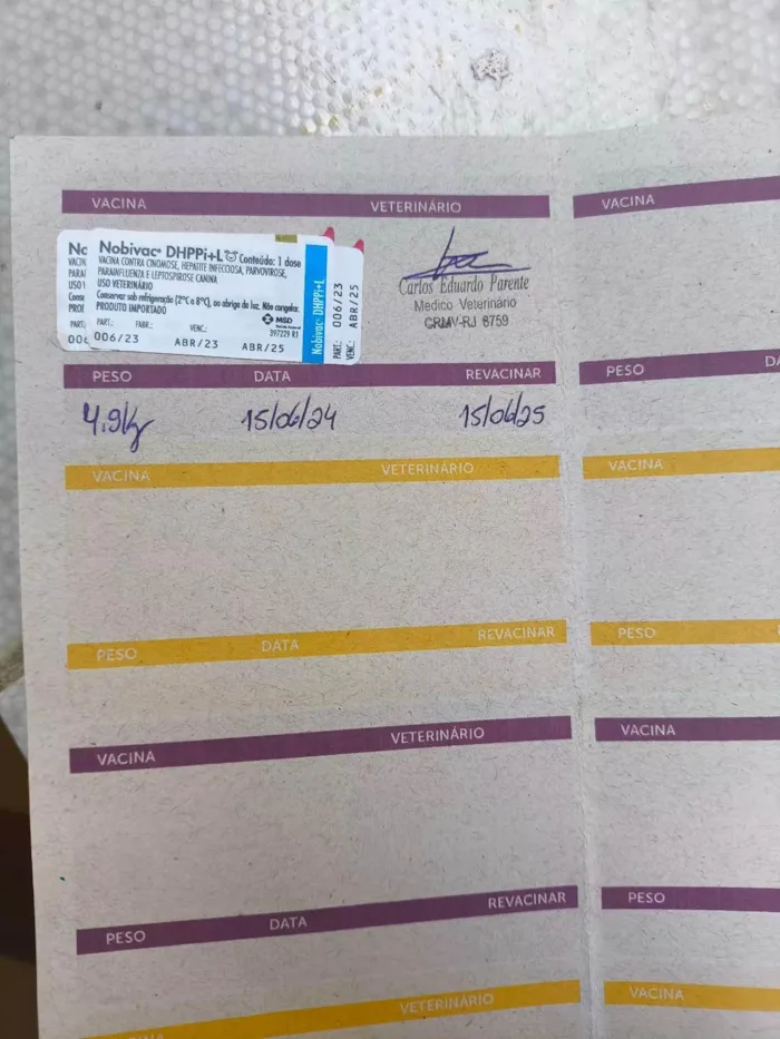 Cachorro ra a SRD-ViraLata idade 2 a 6 meses nome Amora