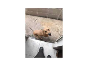 Cachorro raça SRD-ViraLata idade 2 a 6 meses nome Amora
