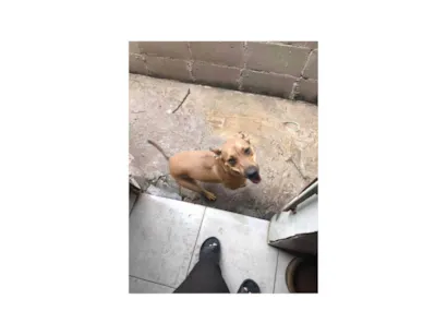 Cachorro raça SRD-ViraLata idade 2 a 6 meses nome Amora