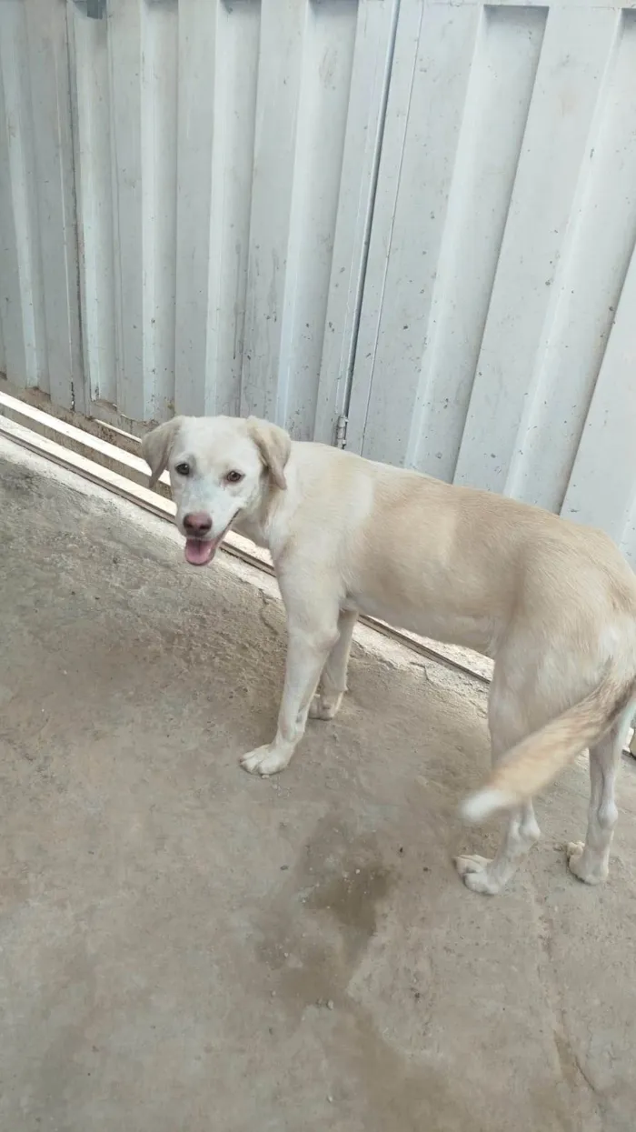 Cachorro ra a SRD-ViraLata idade 1 ano nome lupyta