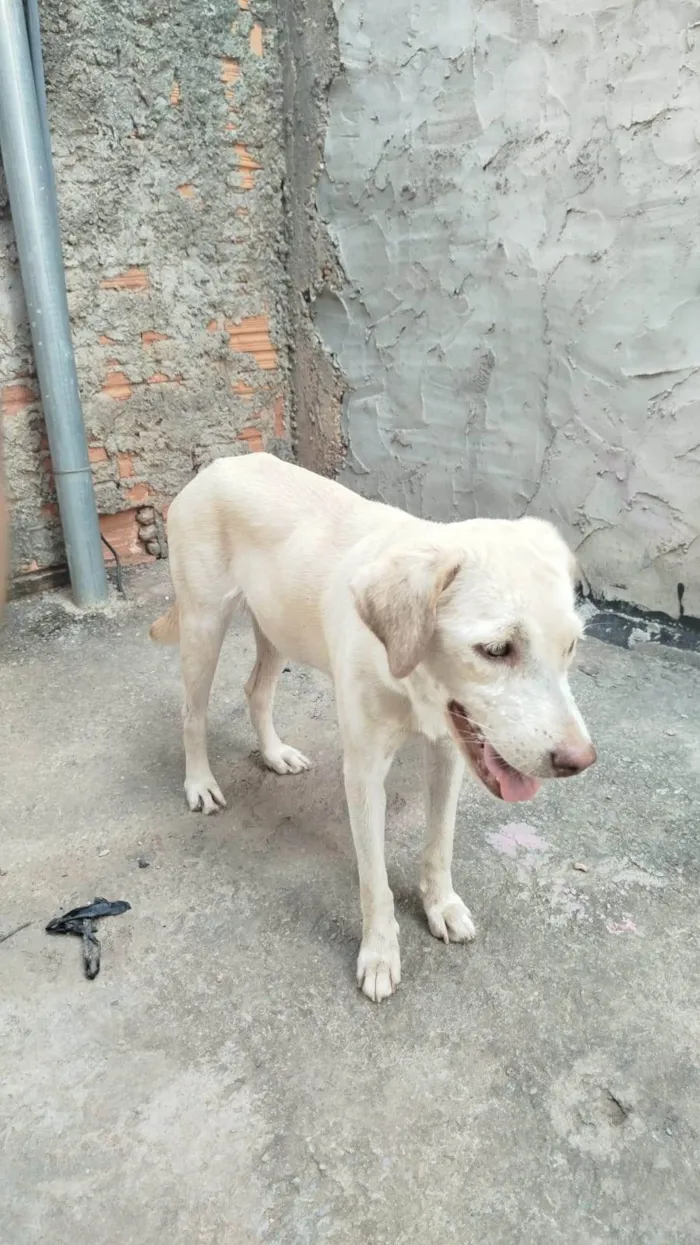 Cachorro ra a SRD-ViraLata idade 1 ano nome lupyta
