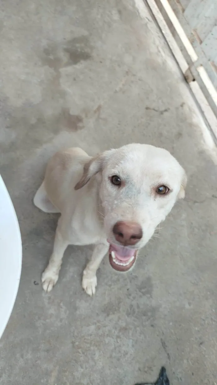 Cachorro ra a SRD-ViraLata idade 1 ano nome lupyta