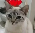 Bianca