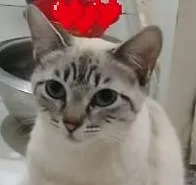 Gato ra a SRD-ViraLata idade 7 a 11 meses nome Bianca
