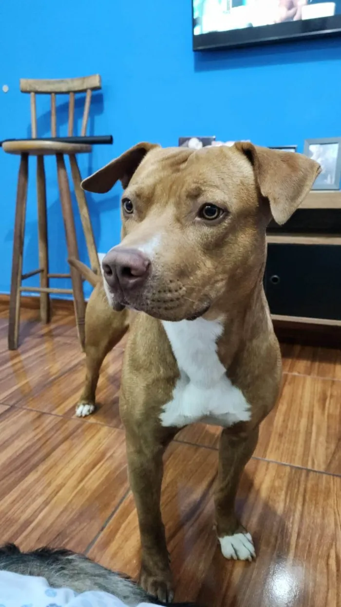 Cachorro ra a Pit-Bull idade 1 ano nome Braddock