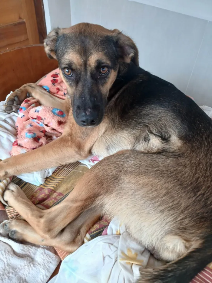Cachorro ra a SRD-ViraLata idade 7 a 11 meses nome Nikita