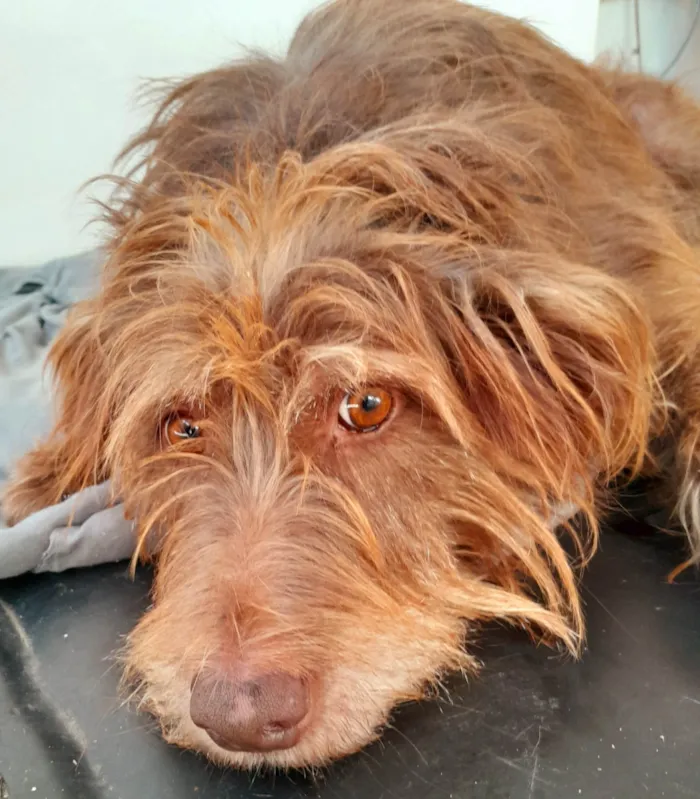 Cachorro ra a SRD-ViraLata idade 5 anos nome Valentina 