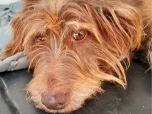 Cachorro raça SRD-ViraLata idade 5 anos nome Valentina 
