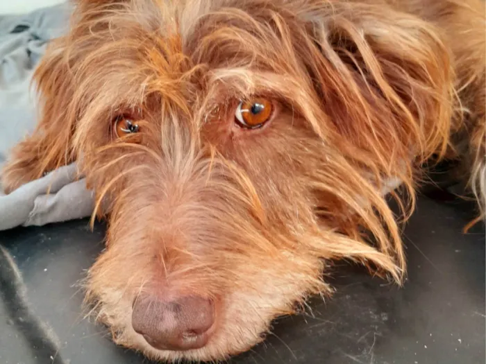 Cachorro ra a SRD-ViraLata idade 5 anos nome Valentina 
