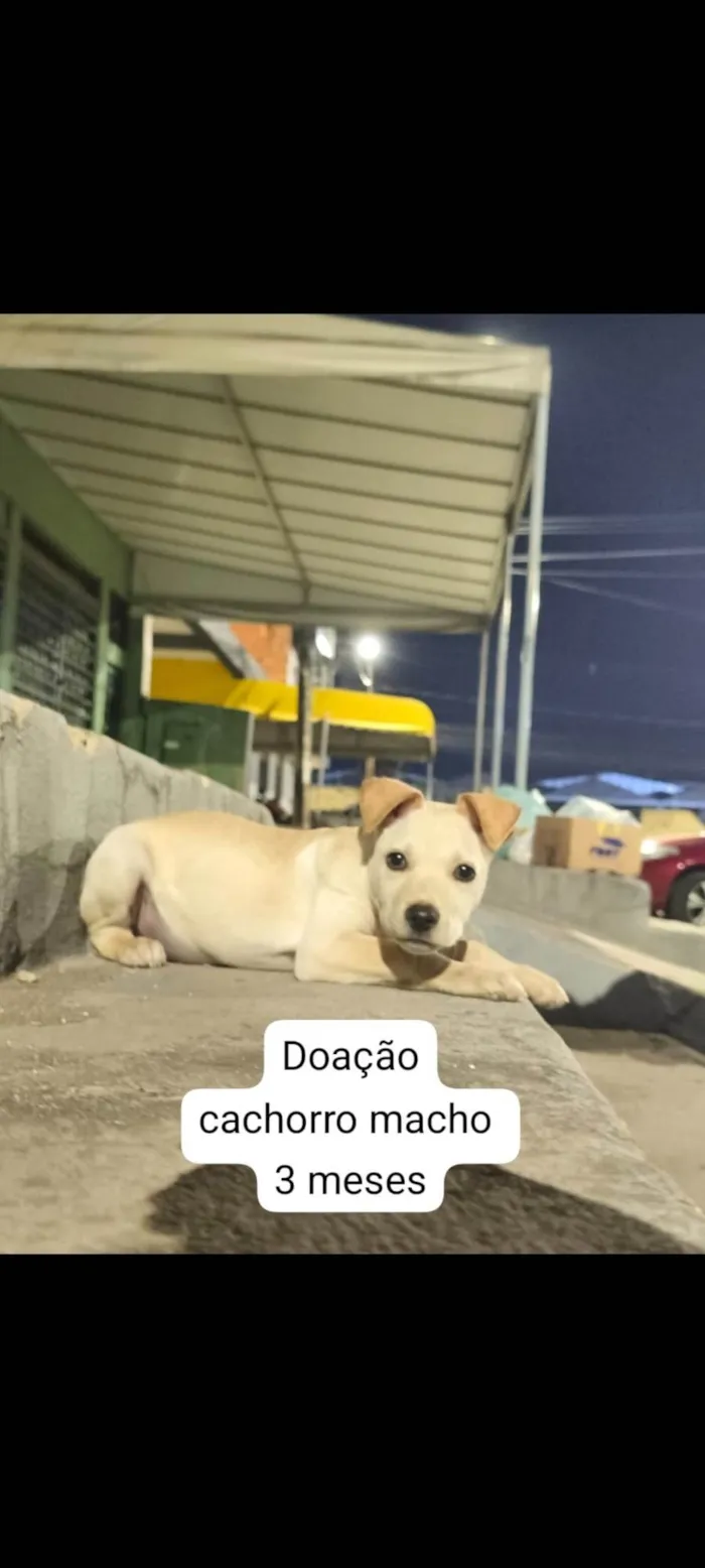 Cachorro ra a SRD-ViraLata idade 2 a 6 meses nome Cão macho
