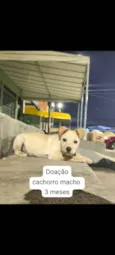 Cão macho