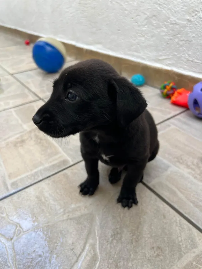 Cachorro ra a SRD-ViraLata idade Abaixo de 2 meses nome Woody