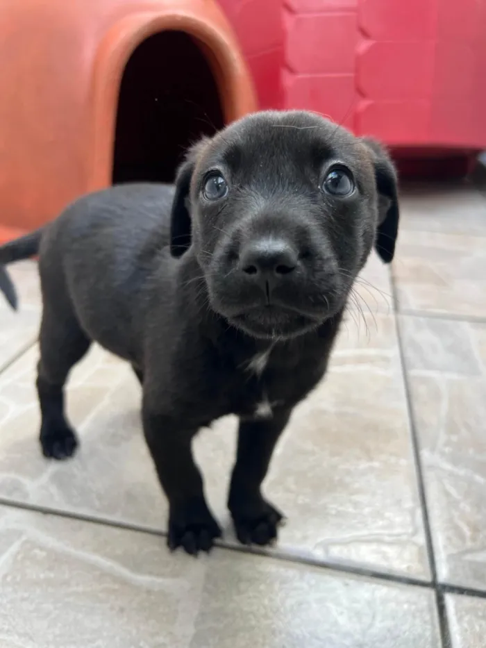 Cachorro ra a SRD-ViraLata idade Abaixo de 2 meses nome Woody