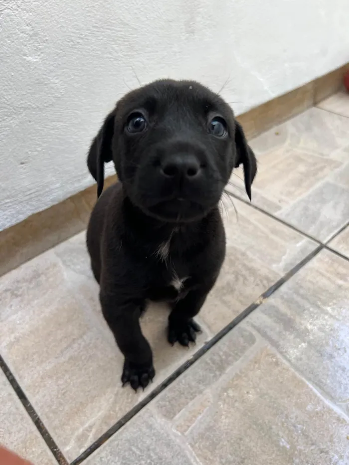 Cachorro ra a SRD-ViraLata idade Abaixo de 2 meses nome Woody