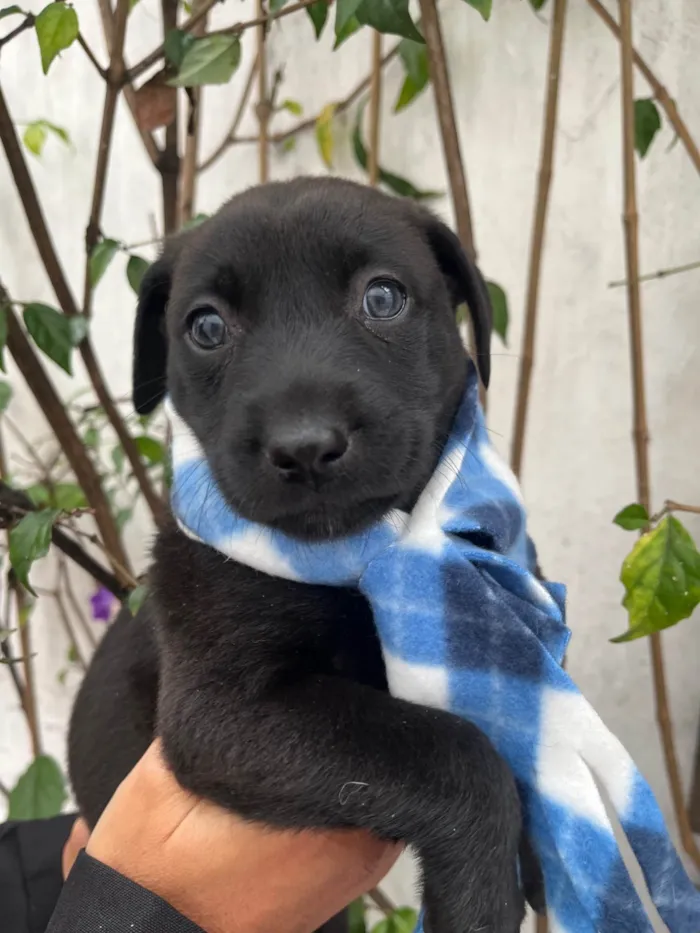 Cachorro ra a SRD-ViraLata idade Abaixo de 2 meses nome Woody