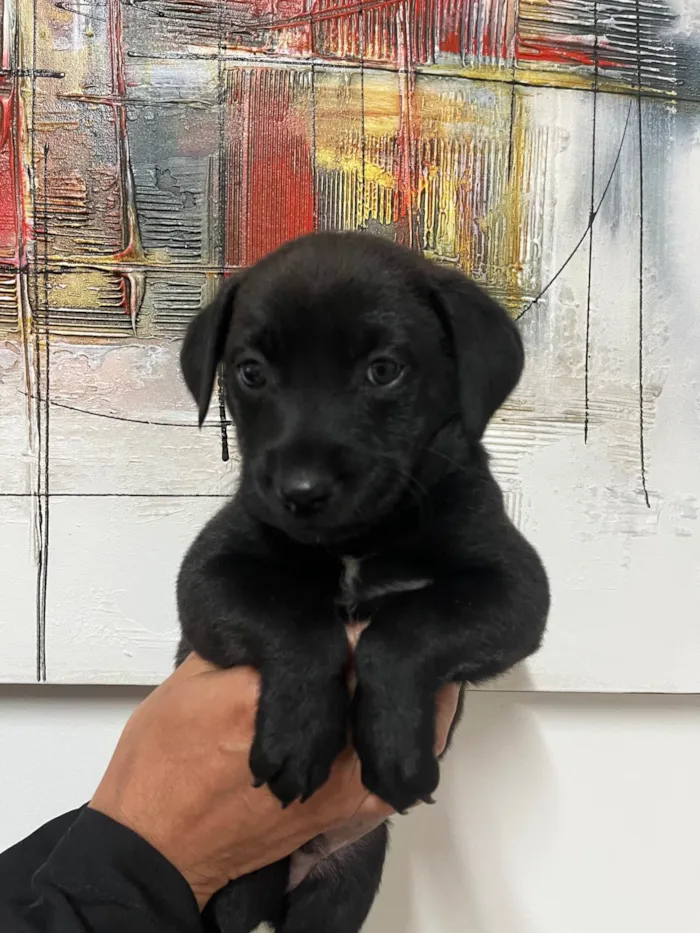 Cachorro ra a SRD-ViraLata idade Abaixo de 2 meses nome Woody