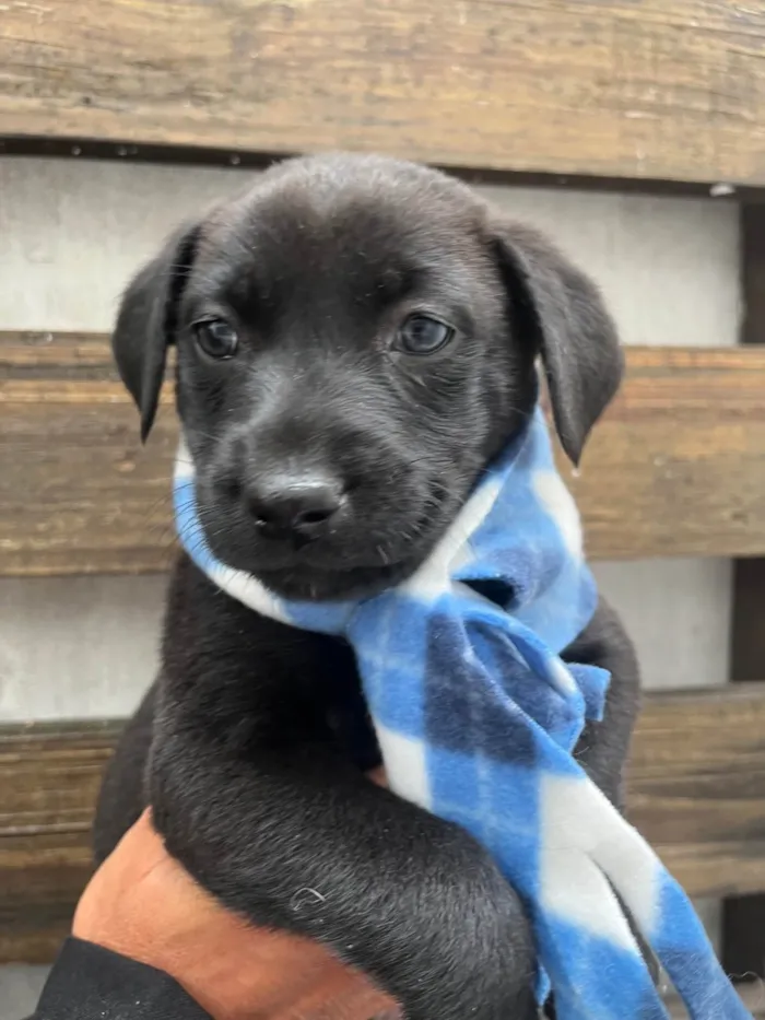 Cachorro ra a SRD-ViraLata idade Abaixo de 2 meses nome Woody