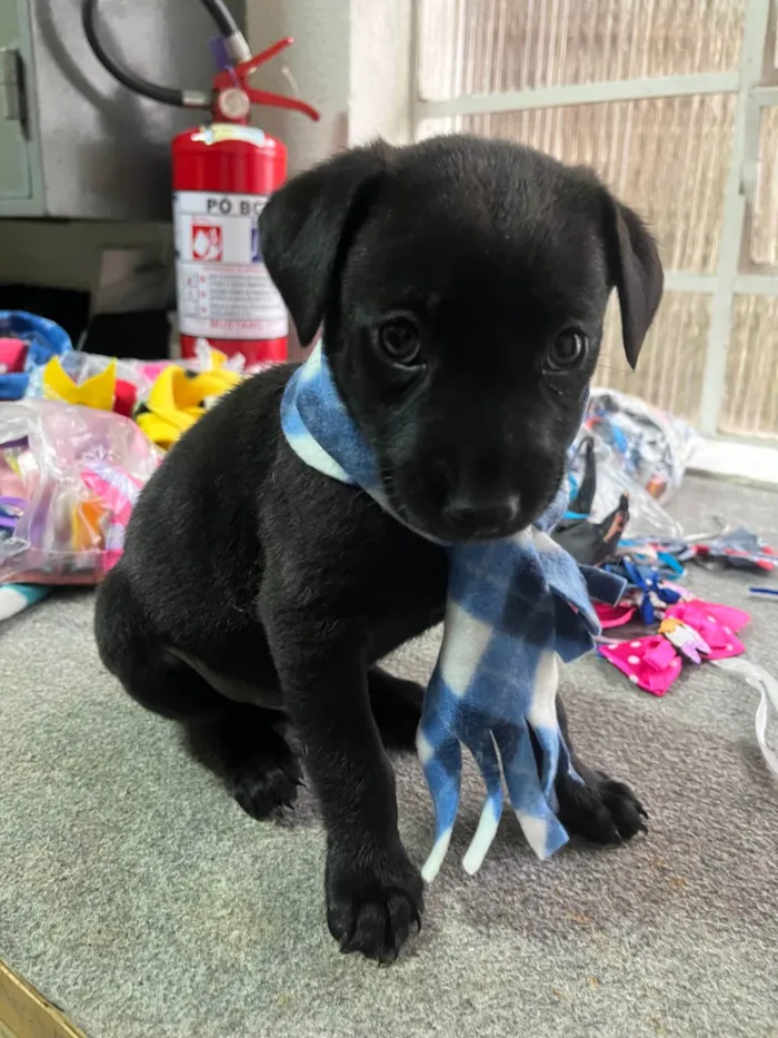 Cachorro ra a SRD-ViraLata idade Abaixo de 2 meses nome Woody