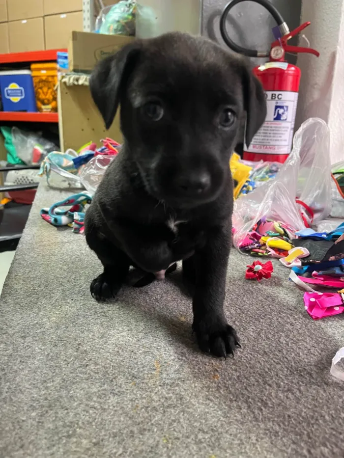 Cachorro ra a SRD-ViraLata idade Abaixo de 2 meses nome Woody