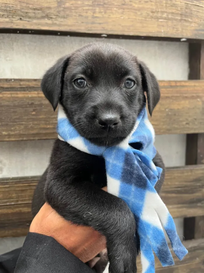 Cachorro ra a SRD-ViraLata idade Abaixo de 2 meses nome Woody