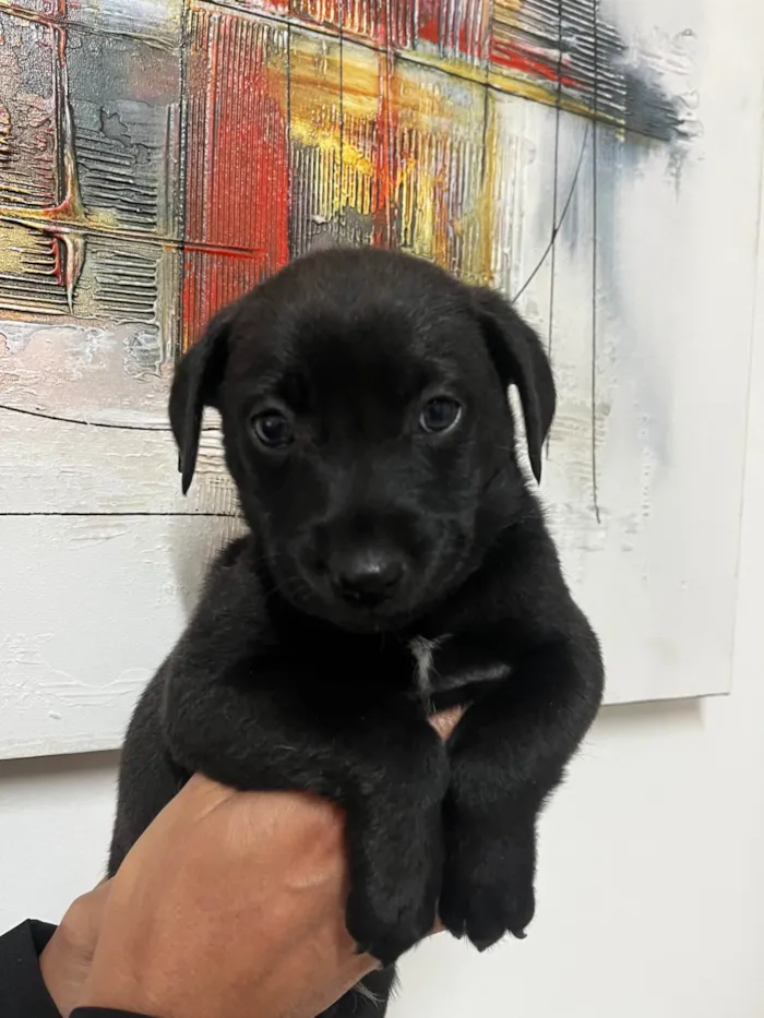 Cachorro ra a SRD-ViraLata idade Abaixo de 2 meses nome Woody