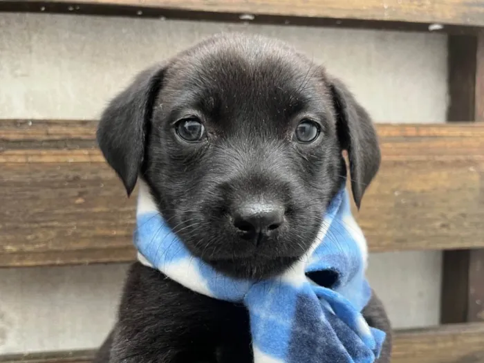 Cachorro ra a SRD-ViraLata idade Abaixo de 2 meses nome Woody