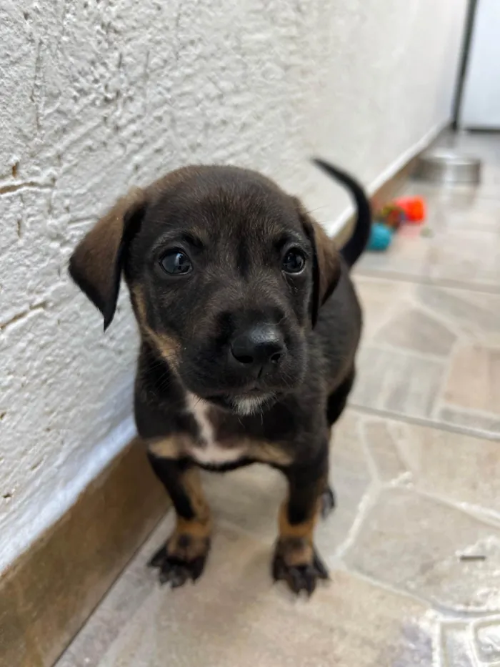 Cachorro ra a SRD-ViraLata idade Abaixo de 2 meses nome Buzz