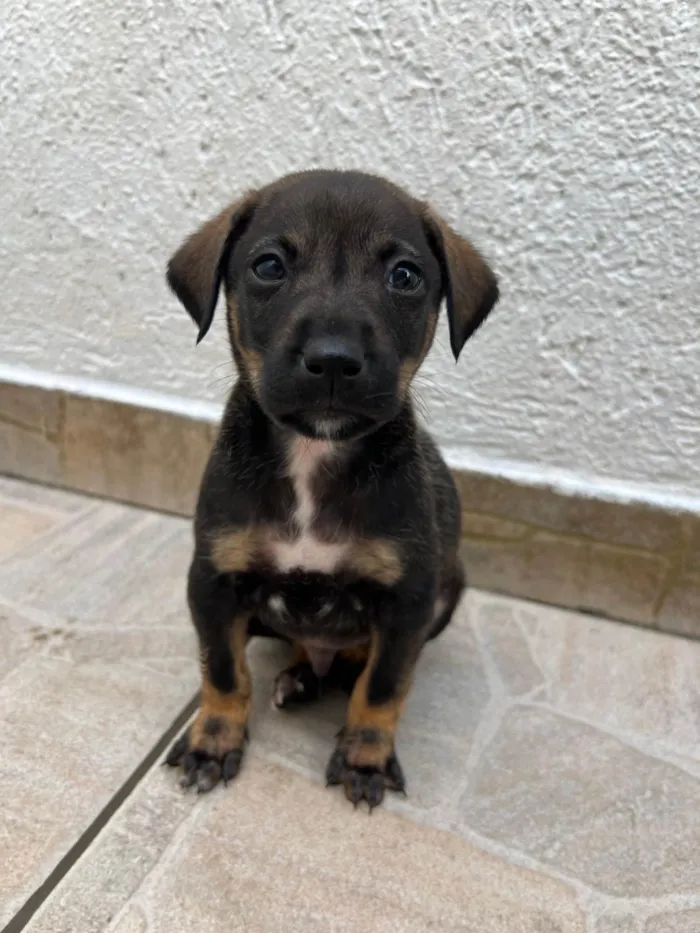 Cachorro ra a SRD-ViraLata idade Abaixo de 2 meses nome Buzz