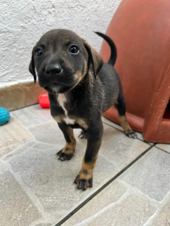 Cachorro ra a SRD-ViraLata idade Abaixo de 2 meses nome Buzz