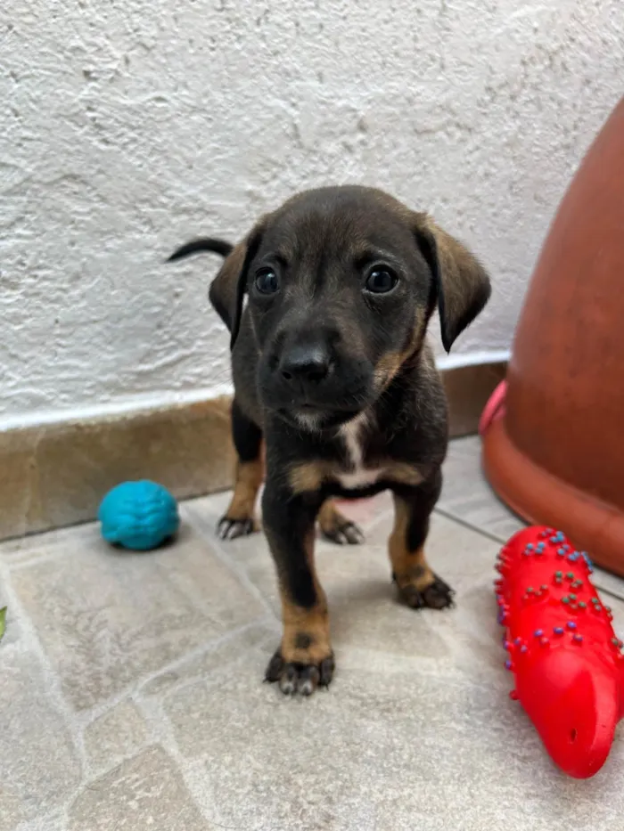 Cachorro ra a SRD-ViraLata idade Abaixo de 2 meses nome Buzz