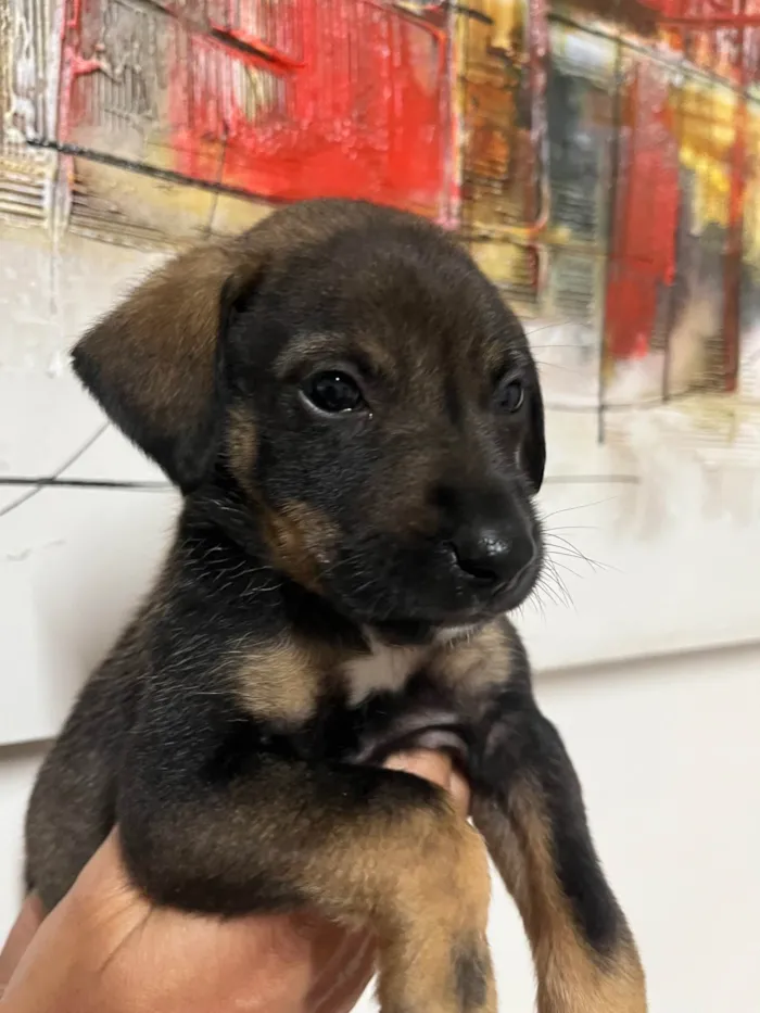Cachorro ra a SRD-ViraLata idade Abaixo de 2 meses nome Buzz