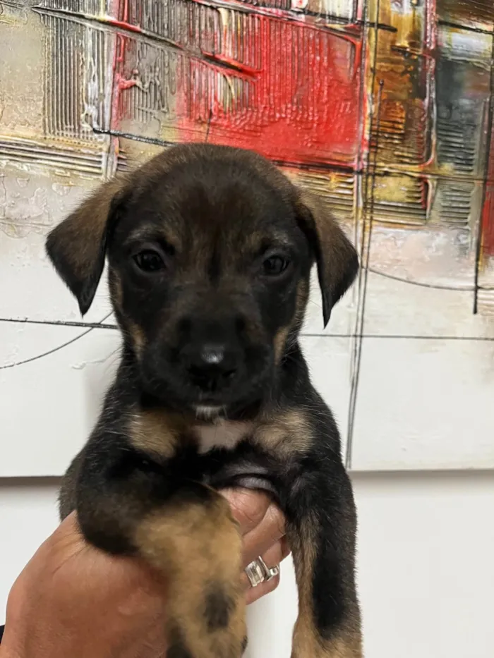 Cachorro ra a SRD-ViraLata idade Abaixo de 2 meses nome Buzz