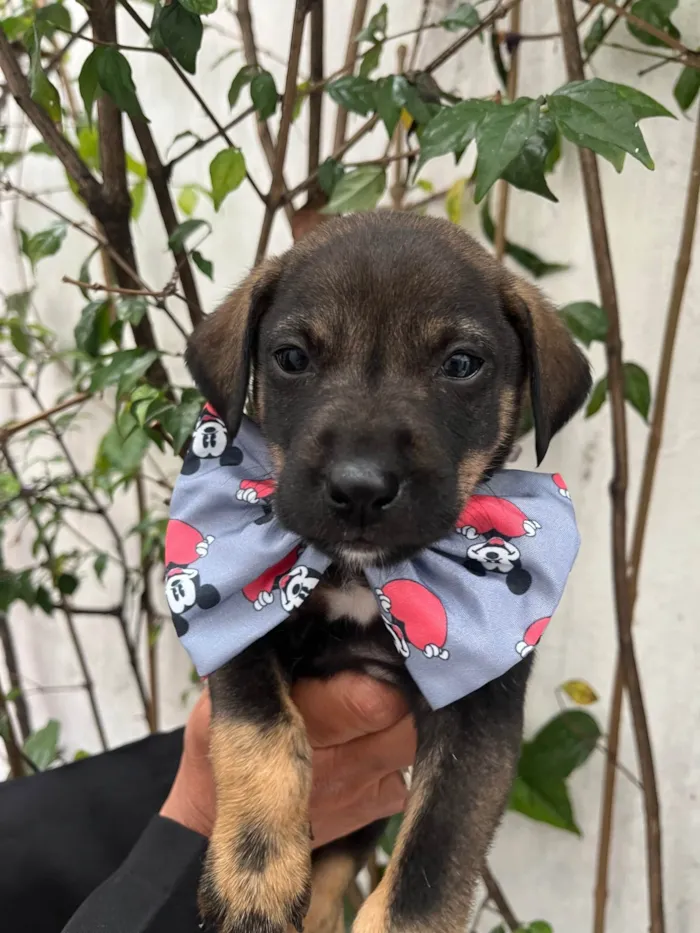 Cachorro ra a SRD-ViraLata idade Abaixo de 2 meses nome Buzz