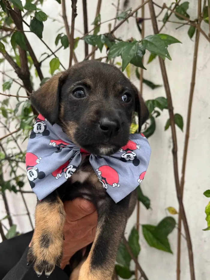Cachorro ra a SRD-ViraLata idade Abaixo de 2 meses nome Buzz