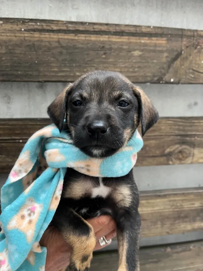 Cachorro ra a SRD-ViraLata idade Abaixo de 2 meses nome Buzz