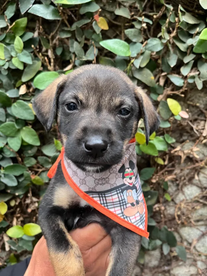 Cachorro ra a SRD-ViraLata idade Abaixo de 2 meses nome Buzz