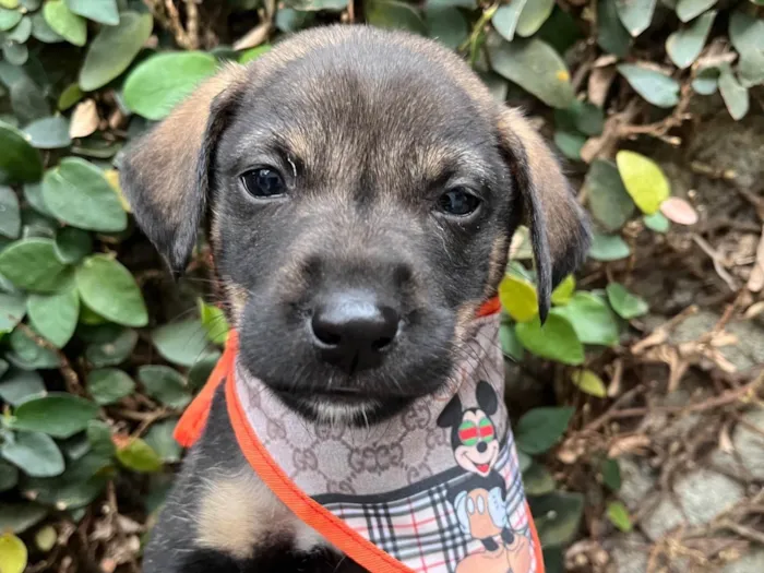 Cachorro ra a SRD-ViraLata idade Abaixo de 2 meses nome Buzz