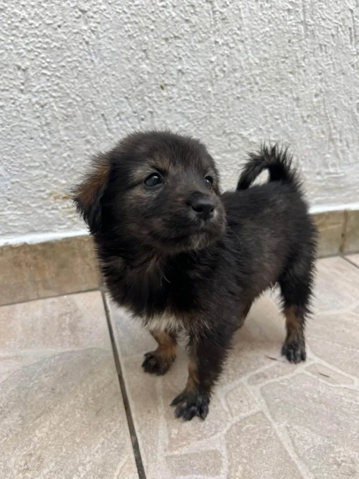 Cachorro ra a SRD-ViraLata idade Abaixo de 2 meses nome Betty