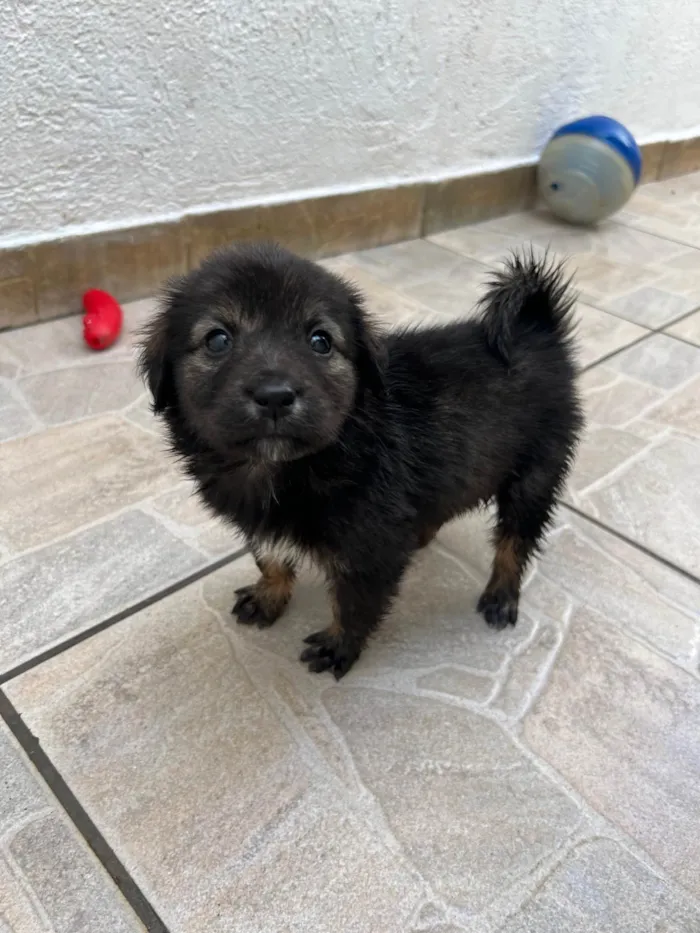 Cachorro ra a SRD-ViraLata idade Abaixo de 2 meses nome Betty