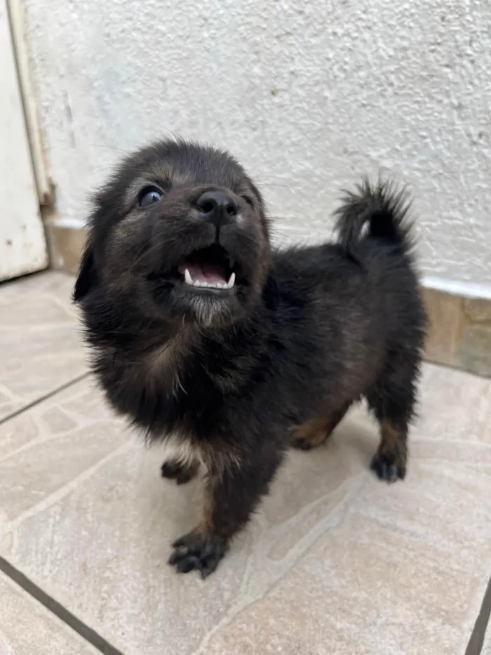 Cachorro ra a SRD-ViraLata idade Abaixo de 2 meses nome Betty