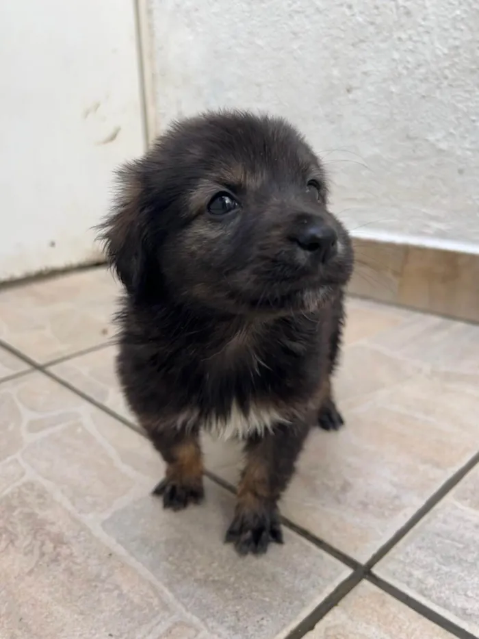 Cachorro ra a SRD-ViraLata idade Abaixo de 2 meses nome Betty