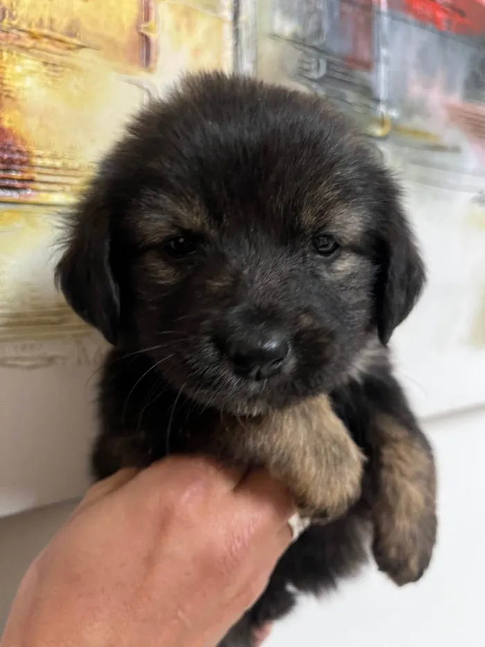 Cachorro ra a SRD-ViraLata idade Abaixo de 2 meses nome Betty