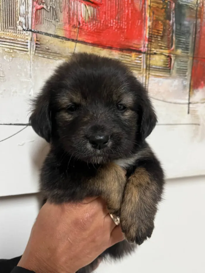 Cachorro ra a SRD-ViraLata idade Abaixo de 2 meses nome Betty