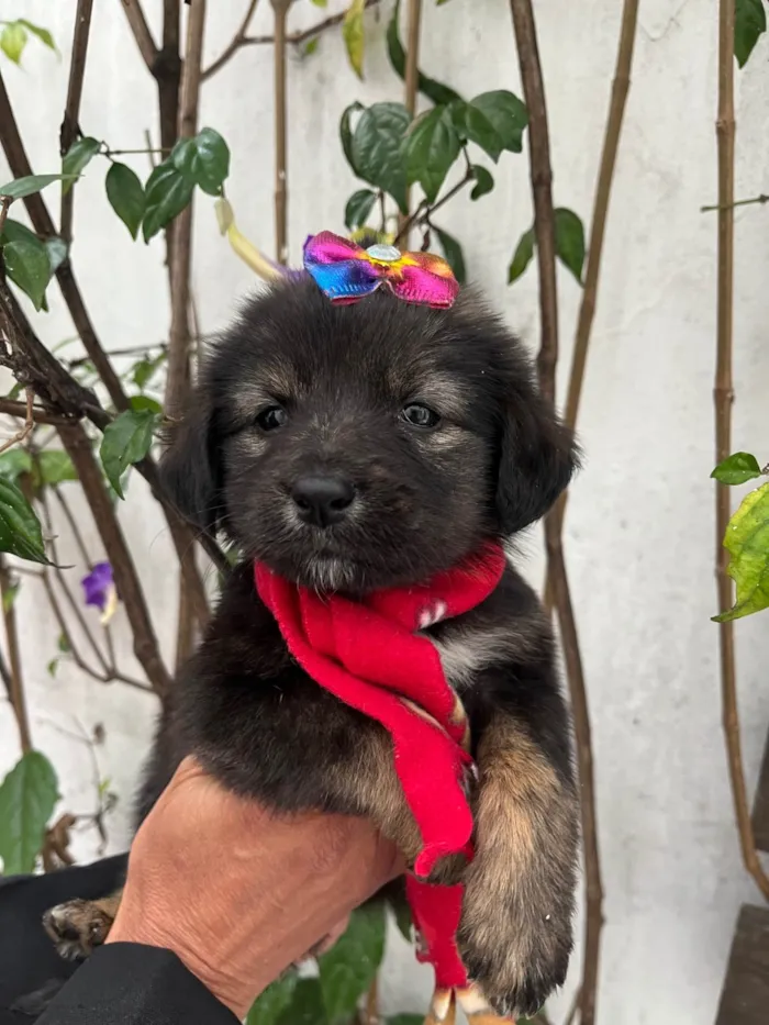 Cachorro ra a SRD-ViraLata idade Abaixo de 2 meses nome Betty