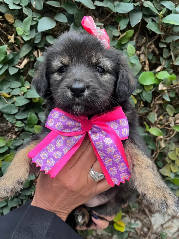 Cachorro ra a SRD-ViraLata idade Abaixo de 2 meses nome Betty