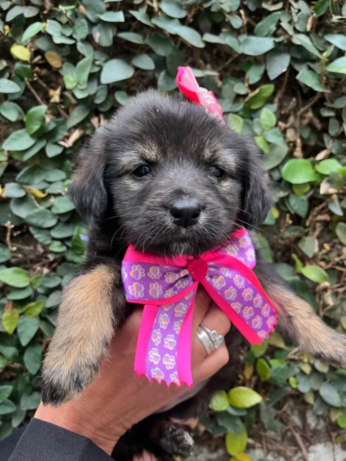 Cachorro ra a SRD-ViraLata idade Abaixo de 2 meses nome Betty