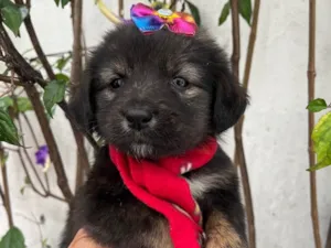 Cachorro raça SRD-ViraLata idade Abaixo de 2 meses nome Betty