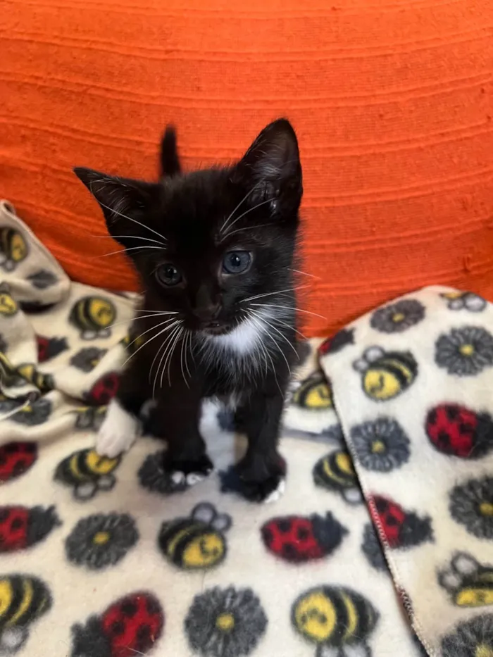 Gato ra a SRD-ViraLata idade Abaixo de 2 meses nome Gatinhos