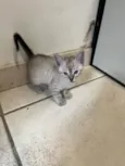 Gatinhos
