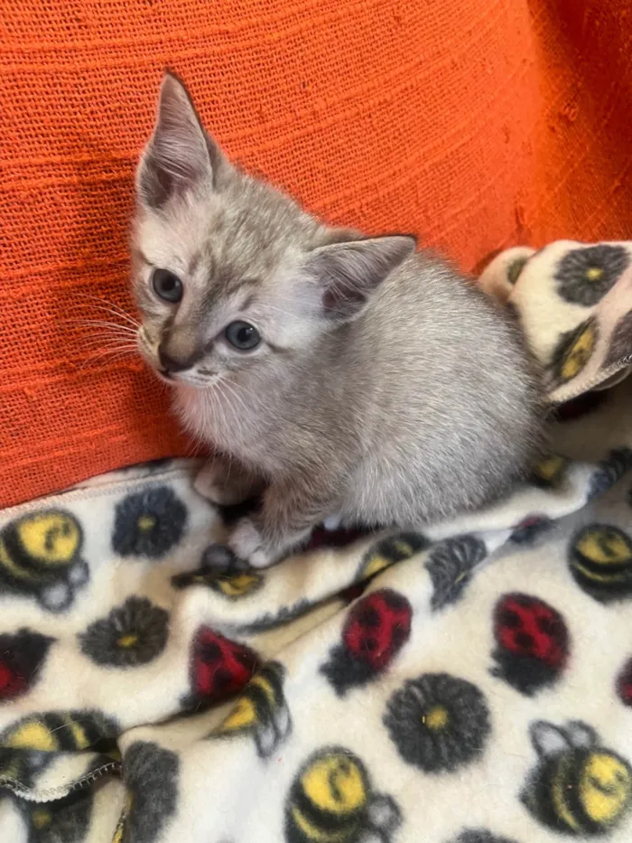 Gato ra a SRD-ViraLata idade Abaixo de 2 meses nome Gatinhos